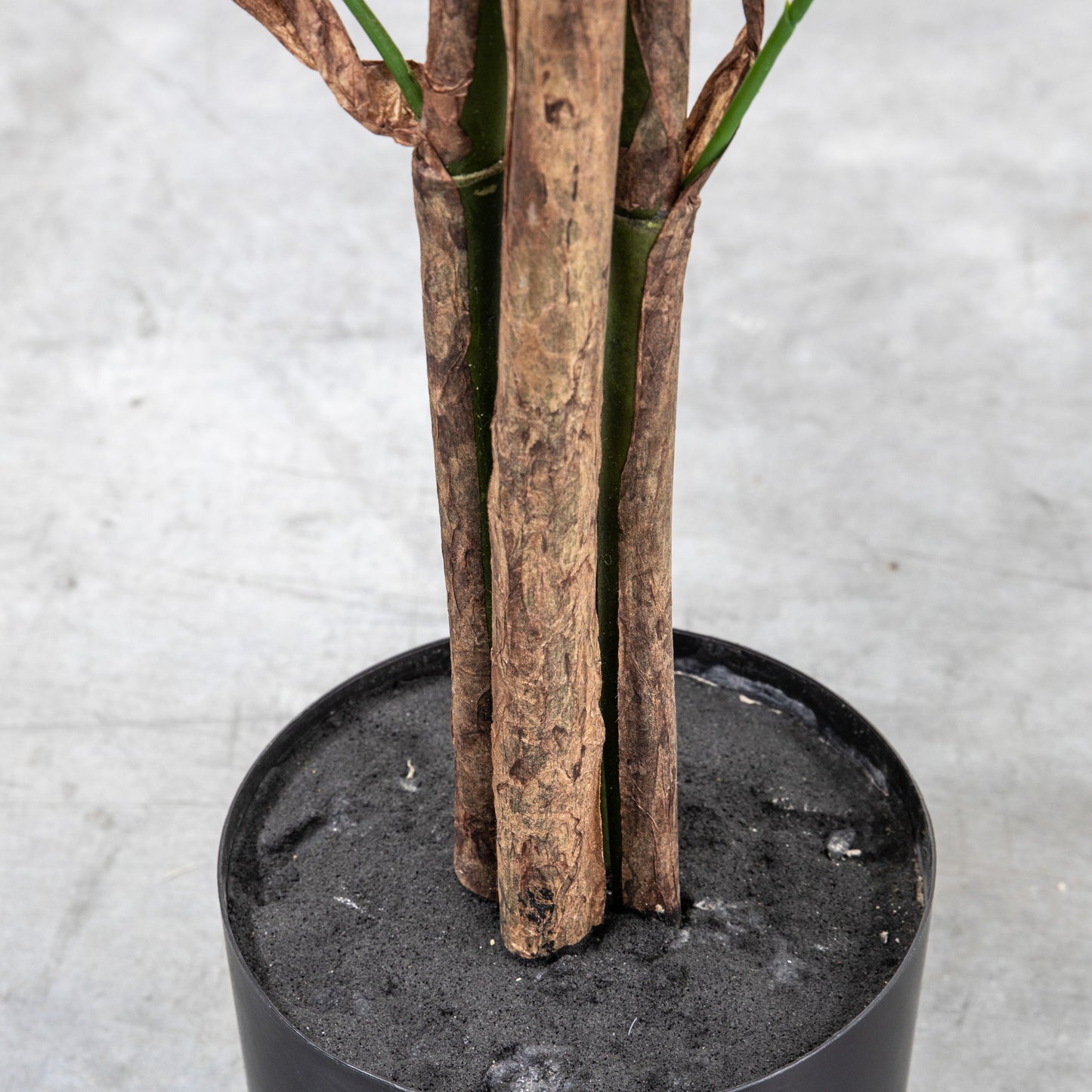 Gallery Direct Chinese Fan Palm Large